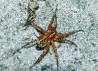 Female <i>Copa flavoplumosa></i>