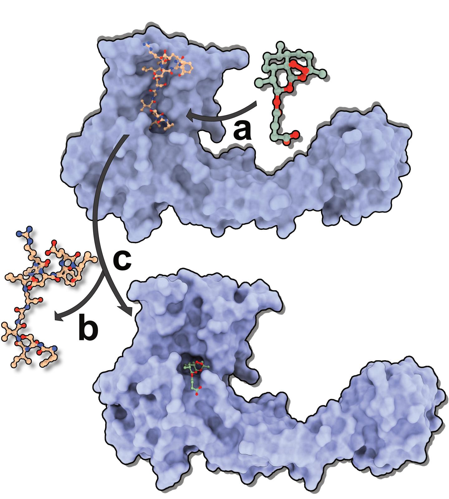 Gephyrin-Artemisinin Complex