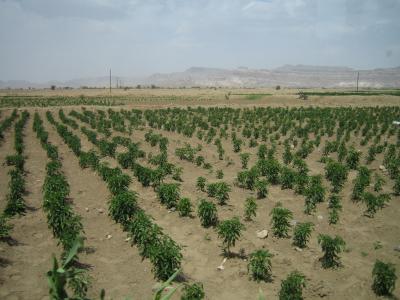 Agriculture Uses 90 Percent of Fresh Water Consumed by Humans