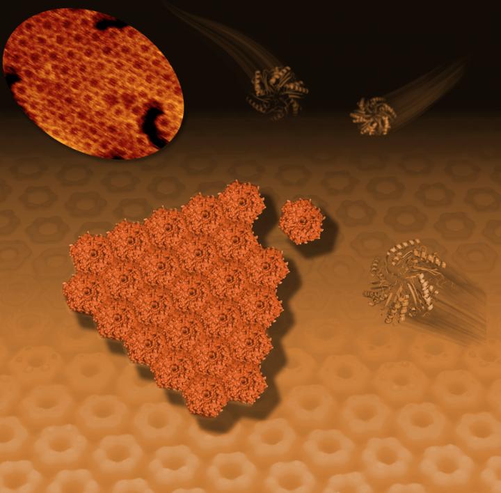 Protein Self-assembly
