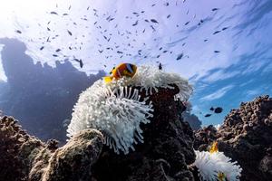 Clownfish after image