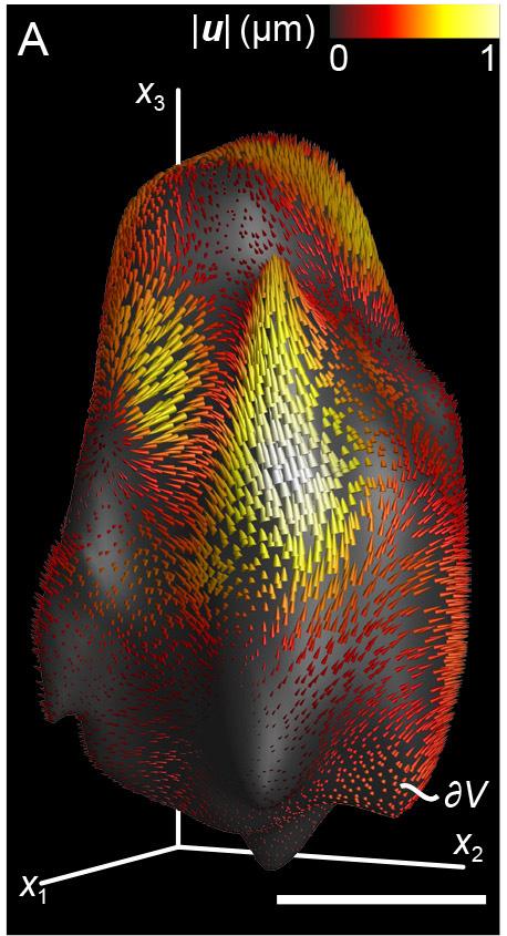 Cell Deformation