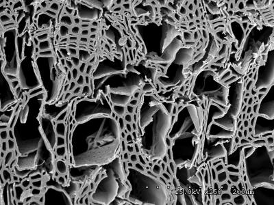 Micrograph of B. Botryosum on Aspen
