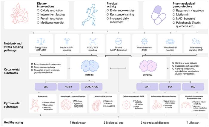 mTOR signaling in aging: from causality to geroprotective interventions and hallmark-level outcomes
