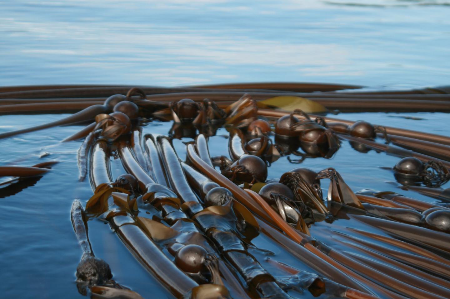 Bull Kelp