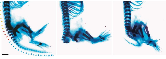 Researchers Discover Potential Treatment For Orphan Paediatric Condition