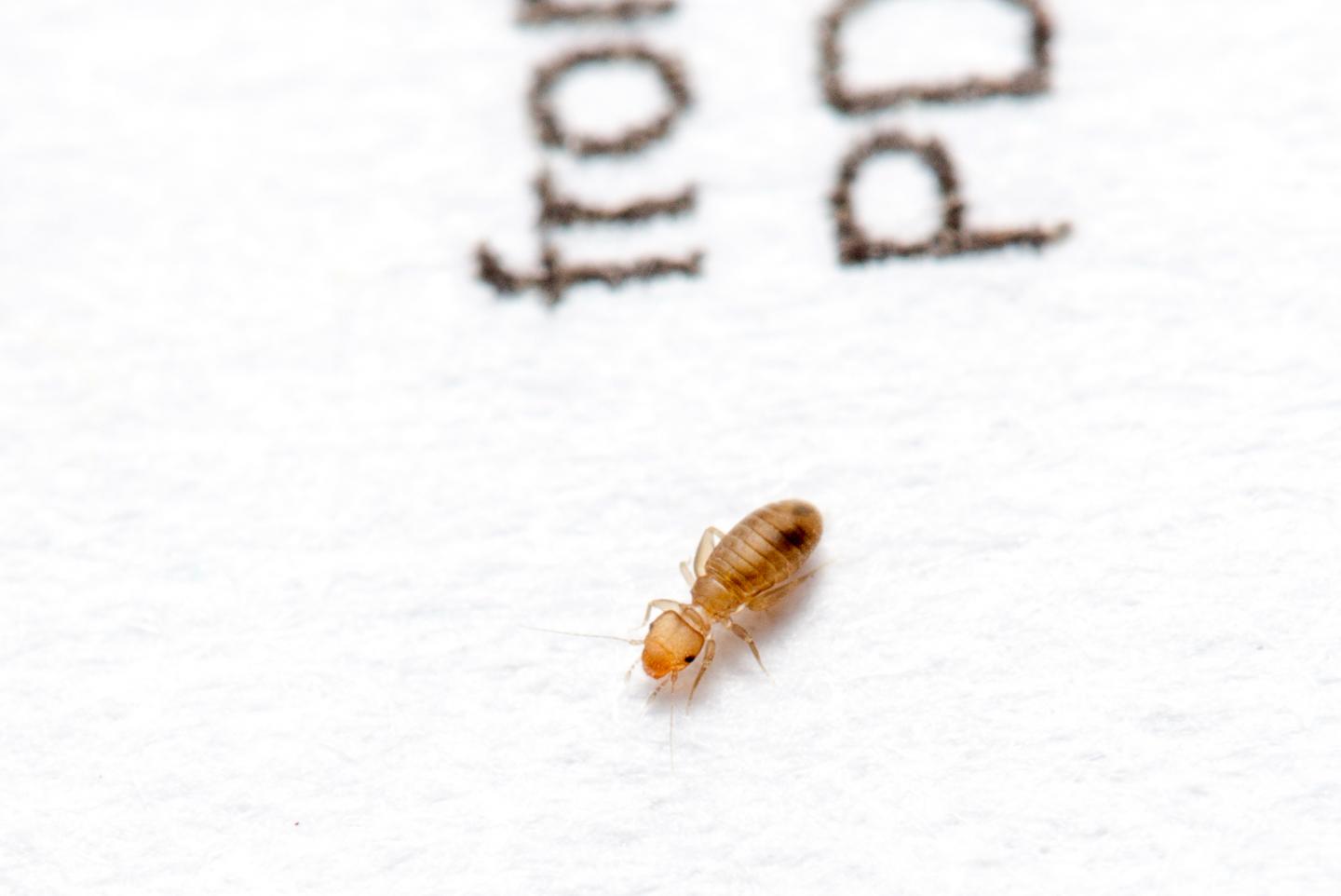 Booklouse