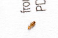 Booklouse