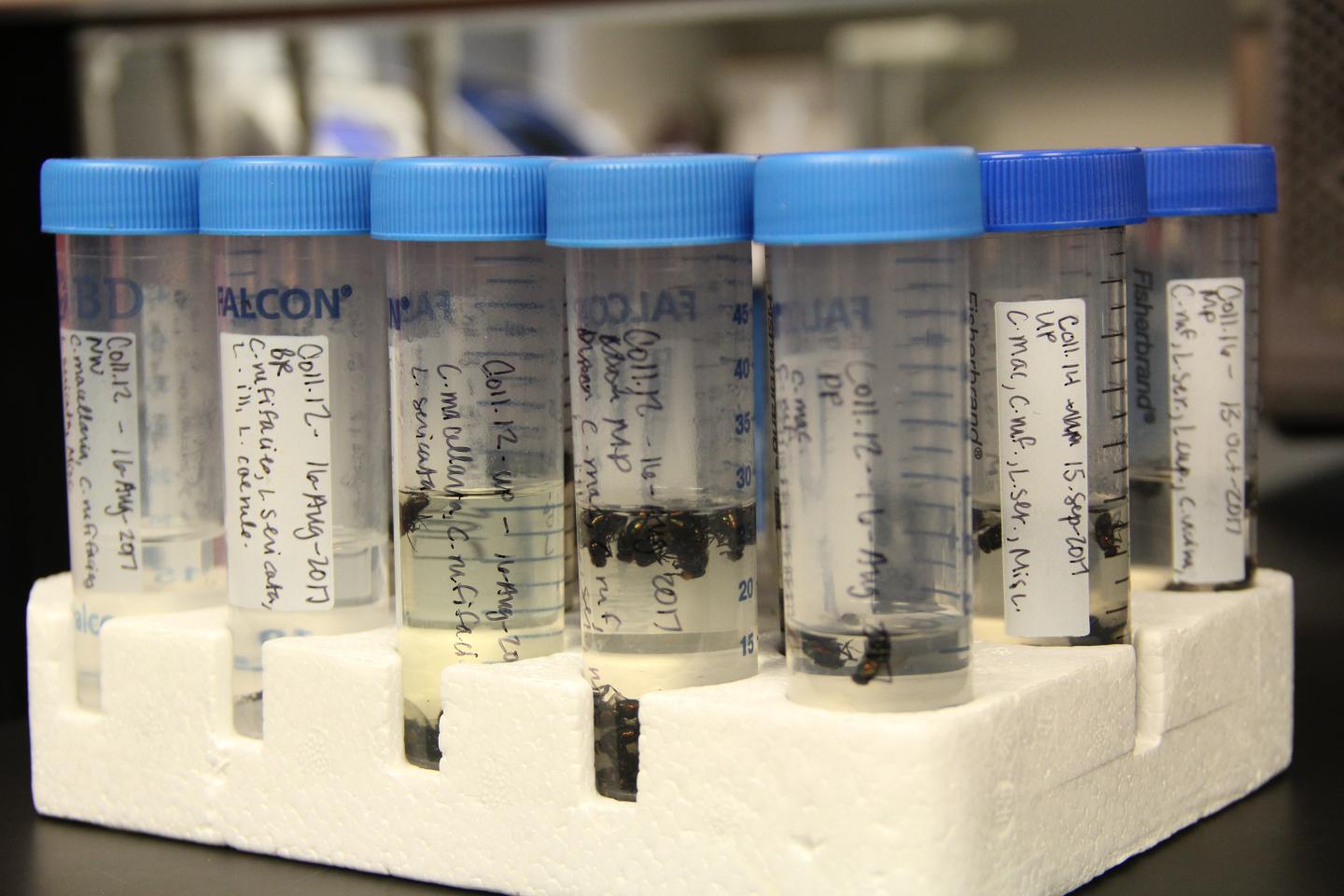 Test Tubes in Picard lab, School of Science, IUPUI