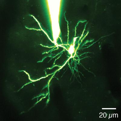 Dendritic Spike