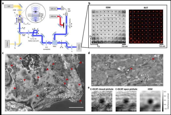 Figure | Working principle of Interferometric Image Scanning Microscopy (iISM).