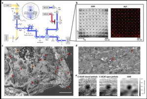Figure | Working principle of Interferometric Image Scanning Microscopy (iISM).