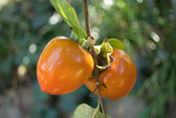 Sex Determination in Persimmons