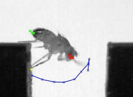 A Wild-Type Fruit Fly 