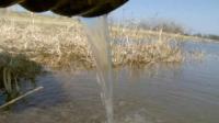 Removing Livestock Antibiotics from the Water with Plants
