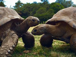 Jonathan, left, with another giant tortoise named David