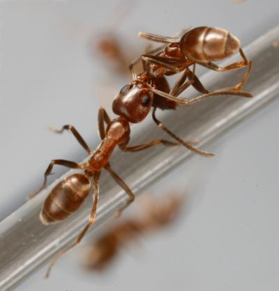Necrophoresis