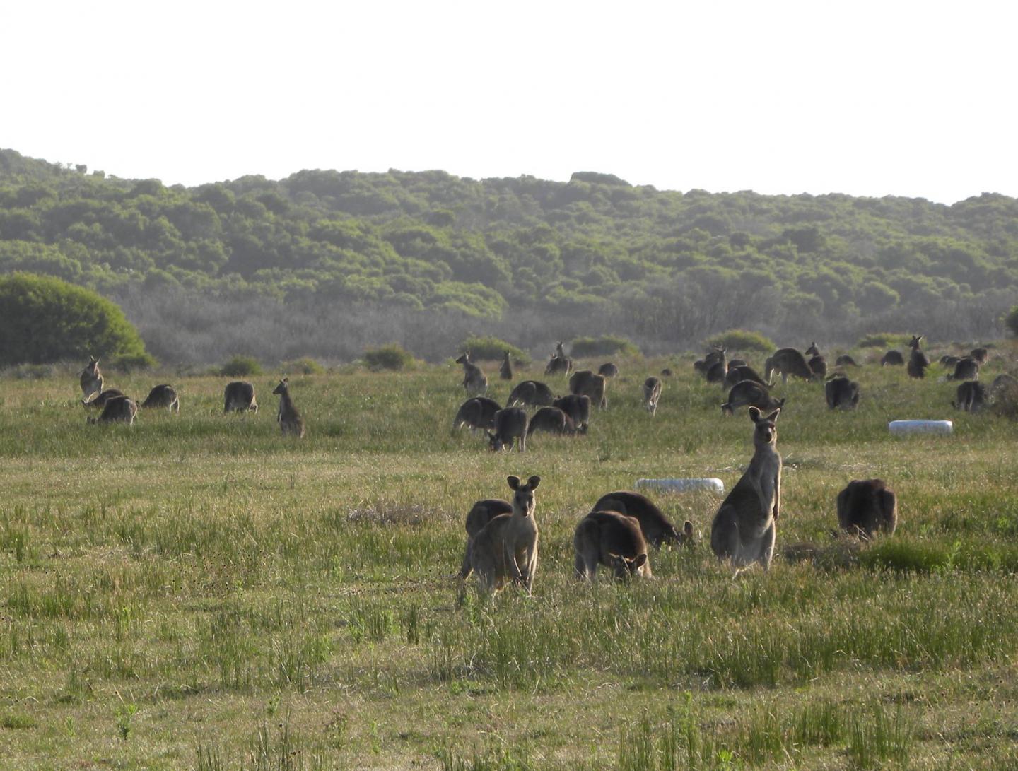 Kangaroos