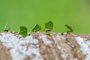 Leaf-cutter ants