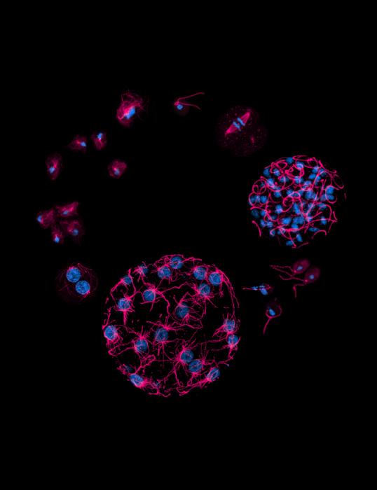 Unicellular eukaryotes