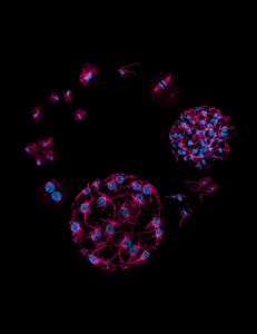 Unicellular eukaryotes