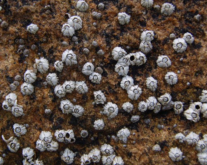 Barnacles