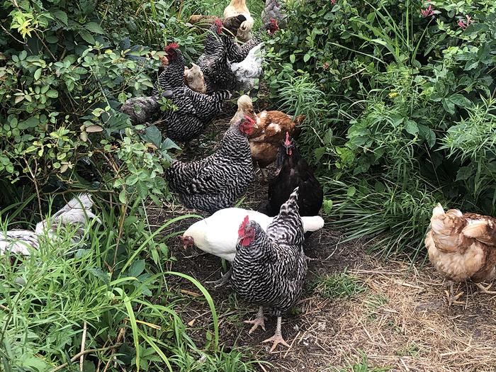 Chickens