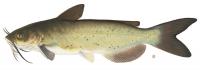 Channel Catfish