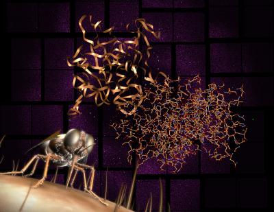 Tsetse Fly and Key Enzyme (Cathepsin B)
