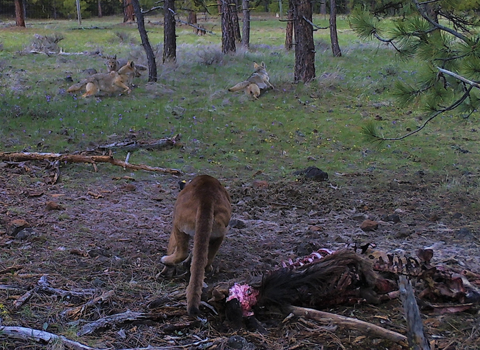 Cougar and coyotes