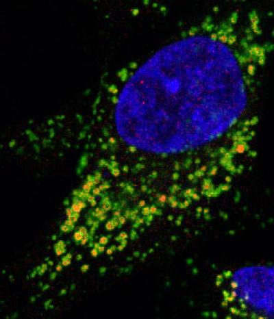Microscopy Photo