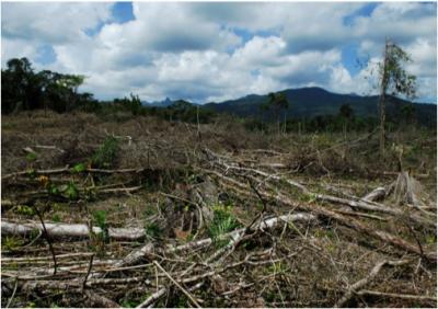 Narco-Deforestation