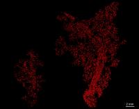 Insulin-producing Islets of Langerhans (Red) in a Mouse Pancreas