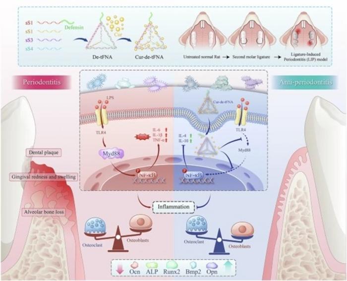 DNA nanoplatform for periodontitis treatment