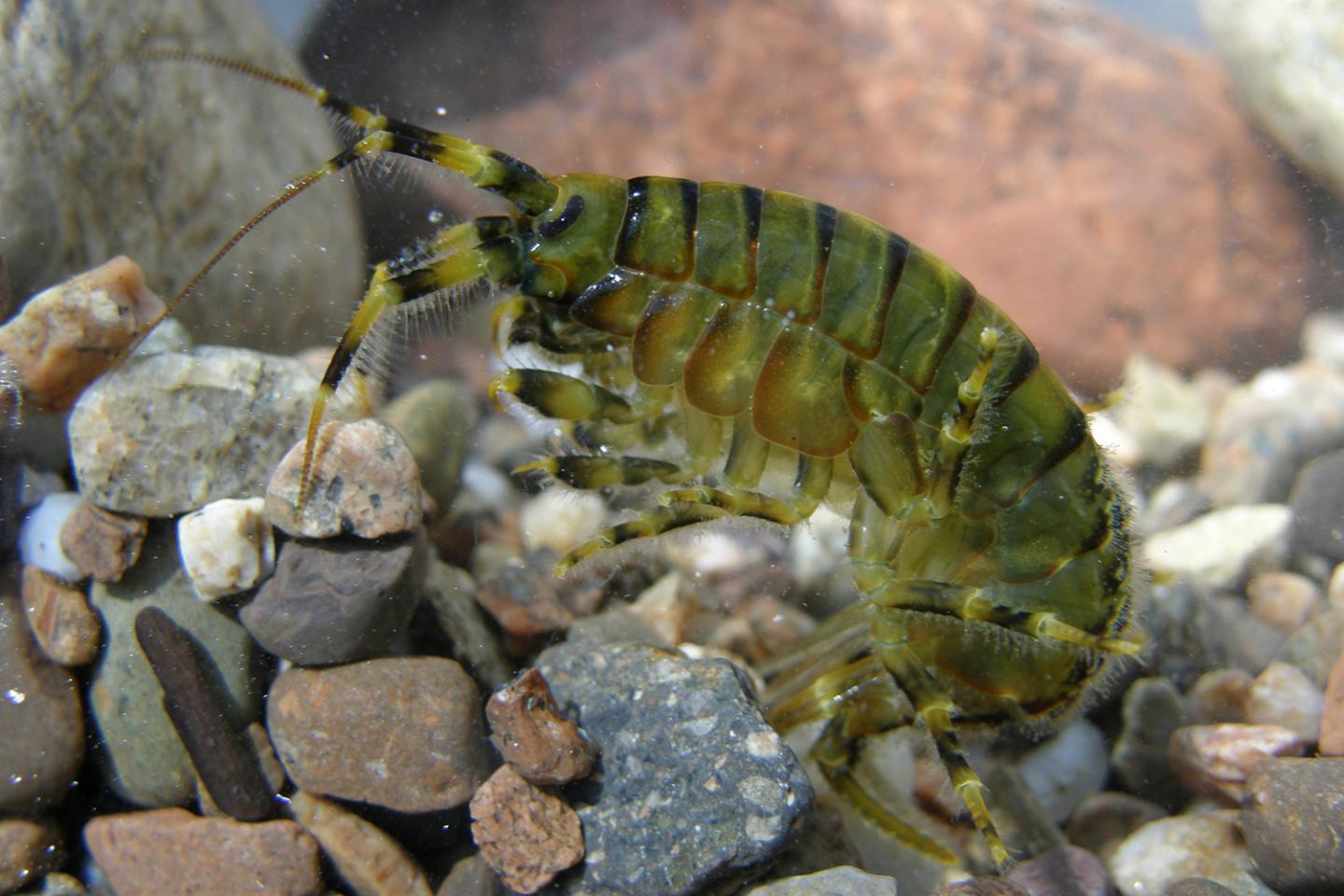 Photo1 Amphipods