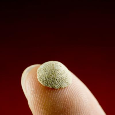 Cupuladiid Bryozoan