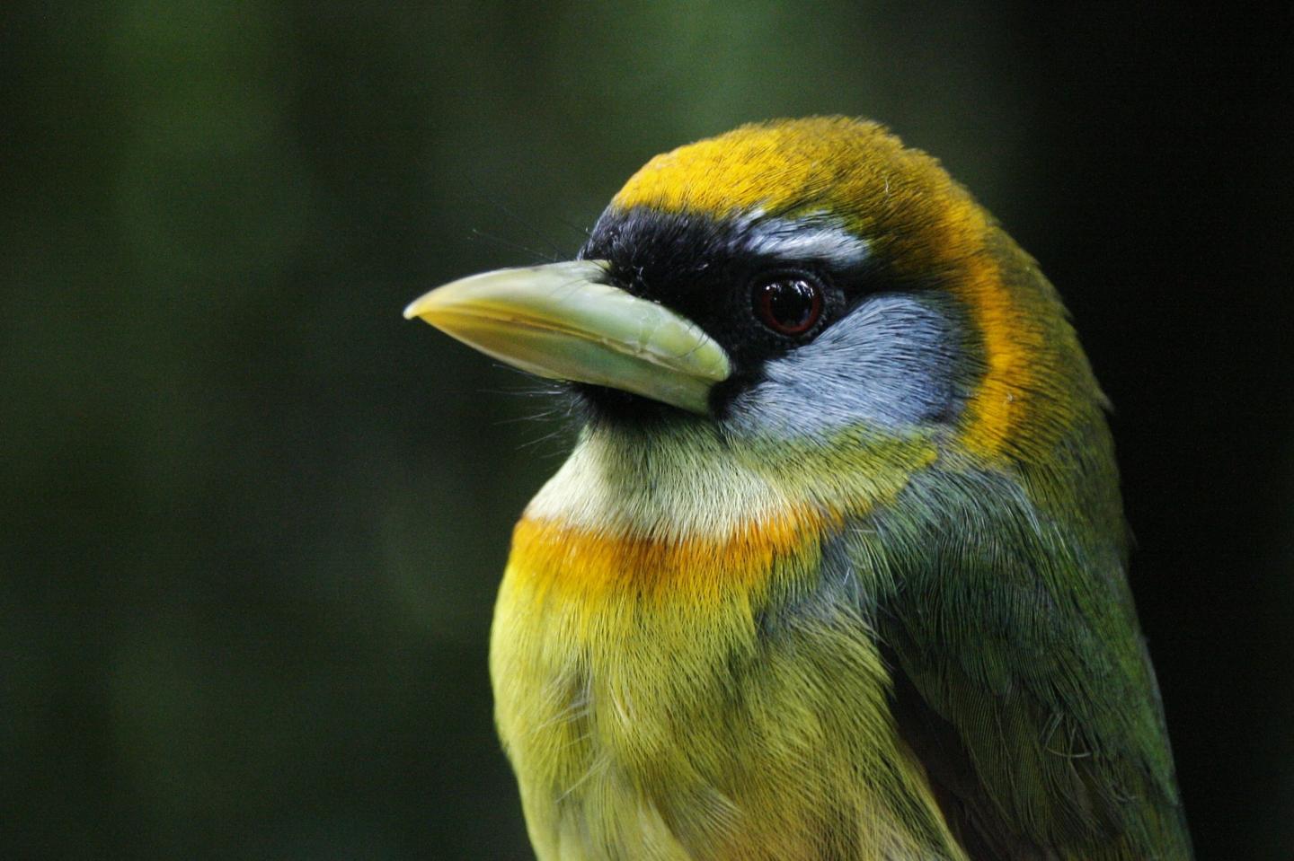 Red-headed Barbet