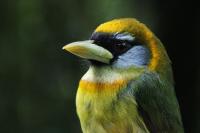 Red-headed Barbet