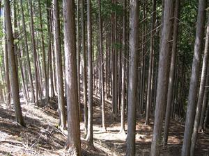Planted forest in Japan