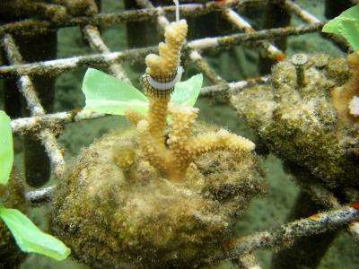 Testing Chemicals on Coral