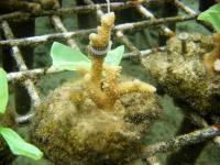 Testing Chemicals on Coral
