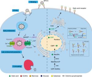 Genome-wide CRISPR/Cas9 knockout screen identifies host factors essential for Bovine Parainfluenza Virus Type 3 replication