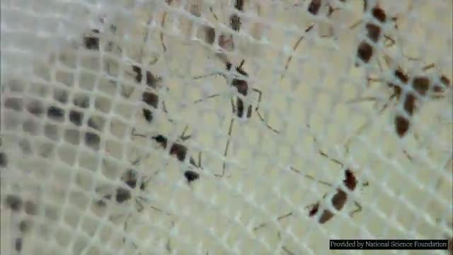 Mosquito Stealth Tactics