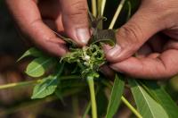 Cassava Disease 02