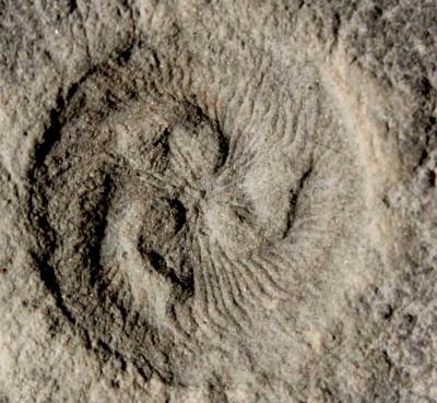 Fossil of the Extinct Organism <i>Tribrachidium</i>