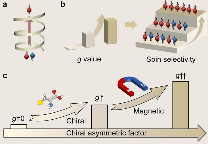 Tuning the chiral asymmetry factor: A new dimension for lithium–sulfur battery catalysts