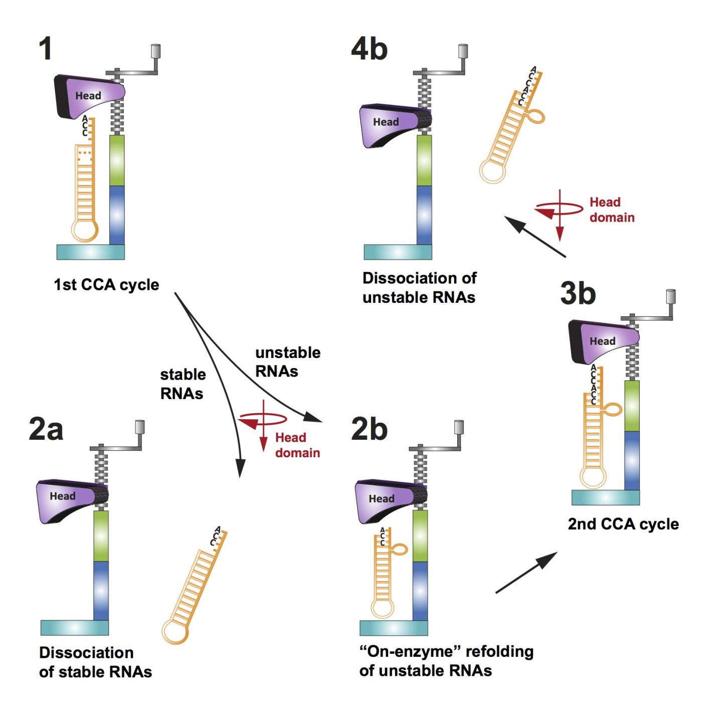 Normal and Mutant RNAs React Differently to an Enzymatic Machine