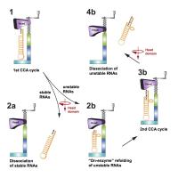 Normal and Mutant RNAs React Differently to an Enzymatic Machine