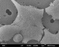 Kidney Cells