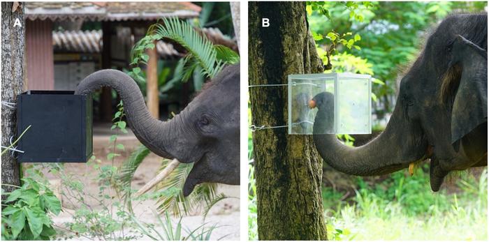 Asian elephants (Elephas maximus) demonstrate inhibitory control in a detour task